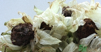 雪蓮花怎么吃？雪蓮花的功效作用