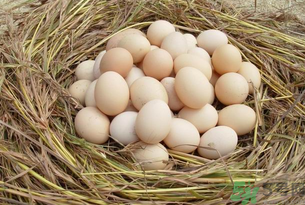 土雞蛋怎么辨別？怎么辨別土雞蛋的真假？