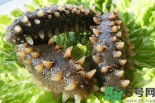 海參的簡單家常做法有哪些？海參的不同吃法