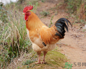 土雞多少錢一斤？土雞多少錢一只？