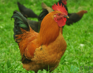 土雞多少錢一斤？土雞多少錢一只？