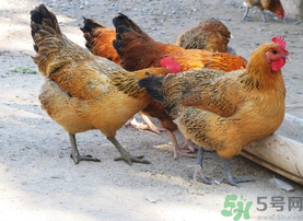 土雞多少錢一斤？土雞多少錢一只？