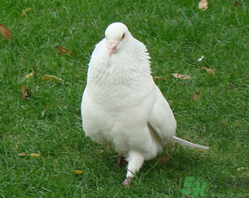 鴿子是發(fā)物嗎？吃鴿子的禁忌