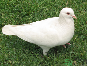 鴿子是發(fā)物嗎？吃鴿子的禁忌