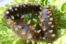 吃完海參能吃水果嗎？吃完海參后多久能吃水果？