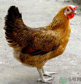 老母雞多少錢一斤？老母雞多少錢一只？