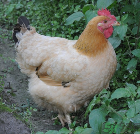 老母雞多少錢一斤？老母雞多少錢一只？