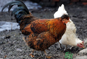 老母雞多少錢一斤？老母雞多少錢一只？