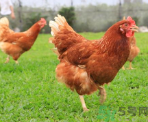 肉雞多少錢一斤？肉雞價格行情