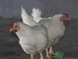 肉雞多少錢一斤？肉雞價格行情