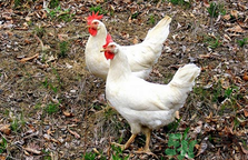 肉雞多少錢一斤？肉雞價格行情