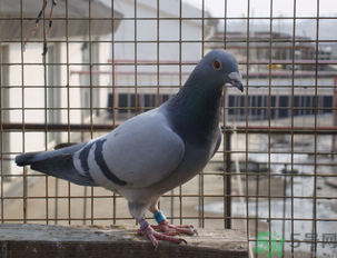 鴿子多少錢一只？鴿子多少錢一斤？