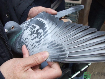 鴿子多少錢一只？鴿子多少錢一斤？