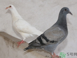 鴿子多少錢一只？鴿子多少錢一斤？