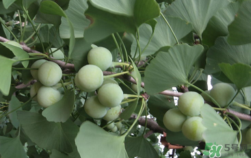 吃白果會中毒嗎？白果怎么吃不會中毒？