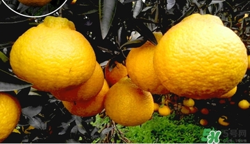 丑橘什么時(shí)候成熟？丑橘的功效