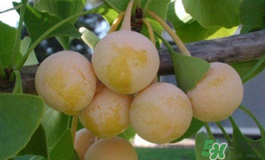 白果可以天天吃嗎？白果吃多了會(huì)怎么樣？