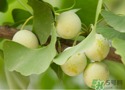 白果可以天天吃嗎？白果吃多了會(huì)怎么樣？