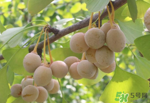 白果可以天天吃嗎？白果吃多了會(huì)怎么樣？