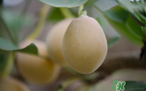 白果可以天天吃嗎？白果吃多了會(huì)怎么樣？