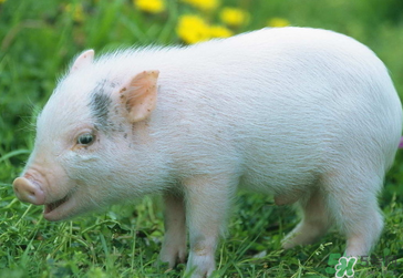 豬皮上的毛怎么去掉？豬皮上的毛能吃嗎？