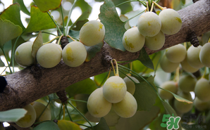 吃白果有什么好處和壞處？吃白果有什么作用？