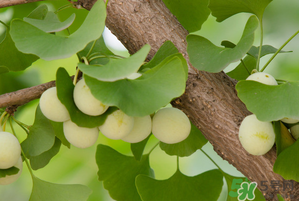 吃白果有什么好處和壞處？吃白果有什么作用？