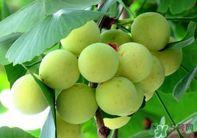 吃白果有什么好處和壞處？吃白果有什么作用？