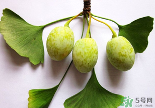 白果和銀杏果一樣嗎？白果是銀杏的果實嗎？