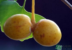 白果和銀杏果一樣嗎？白果是銀杏的果實嗎？