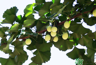 白果和銀杏果一樣嗎？白果是銀杏的果實嗎？