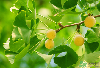 白果和銀杏果一樣嗎？白果是銀杏的果實嗎？