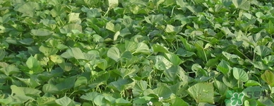 紅薯葉哺乳期可以吃嗎？紅薯葉產(chǎn)婦可以吃嗎？