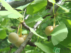 吃白果會過敏嗎？吃白果過敏了怎么辦？