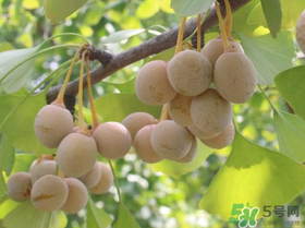 吃白果會過敏嗎？吃白果過敏了怎么辦？