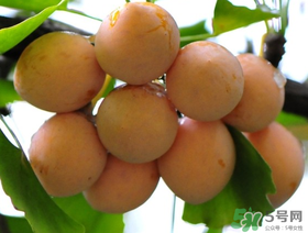 吃白果會過敏嗎？吃白果過敏了怎么辦？