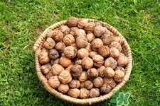 膽結(jié)石能吃核桃嗎？吃核桃能治膽結(jié)石嗎？