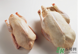 鴨肉可以放冰箱嗎？鴨肉放冰箱能保鮮多久？