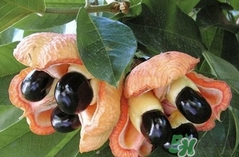 阿奇果怎么吃？阿奇果的功效作用