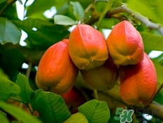 阿奇果怎么吃？阿奇果的功效作用