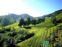 白茶可以隔夜喝嗎?白茶隔夜喝有什么壞處 白茶可以隔夜喝嗎?白茶隔夜喝有什么壞處