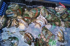 鮑魚(yú)死后可以放幾天？鮑魚(yú)死后多久不能吃？