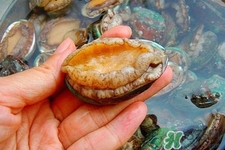 女人吃鮑魚有什么好處嗎？女人經(jīng)期能吃鮑魚嗎？