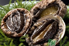 吃鮑魚要注意些什么？吃鮑魚會過敏嗎？