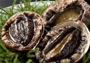 女人吃鮑魚有什么好處嗎？女人經(jīng)期能吃鮑魚嗎？