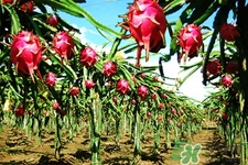 火龍果能天天吃嗎？火龍果每天都吃好嗎？