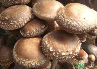 吃香菇有什么好處？吃香菇有什么壞處？