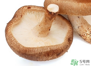 香菇根能吃嗎？香菇的根可以吃嗎？