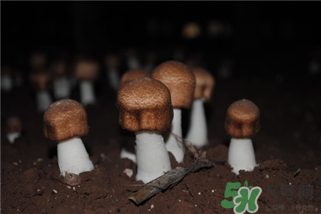 姬松茸的營養(yǎng)價值 姬松茸的功效與作用