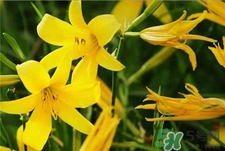 吃黃花菜下奶嗎?產(chǎn)婦可以吃黃花菜嗎? 吃黃花菜下奶嗎?產(chǎn)婦可以吃黃花菜嗎?